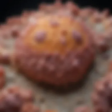 Magnificent Images of Squamous Cell Carcinoma: An In-Depth Analysis Magnificent Images of Squamous Cell Carcinoma: An In-Depth Analysis