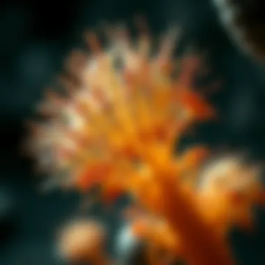 Magnificent Systemic Candida Infection: Understanding the Depths of Fungal Pathogenesis Magnificent Systemic Candida Infection: Understanding the Depths of Fungal Pathogenesis