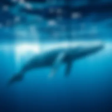 Magnificent The Global Distribution of Humpback Whales