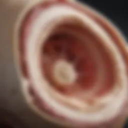 Illustration of normal bone marrow structure