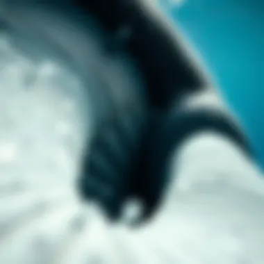 A close-up of the gray whale's baleen plates used for filter feeding in nutrient-rich waters