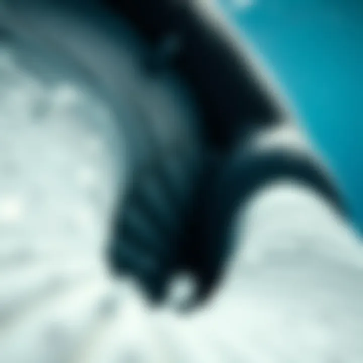 A close-up of the gray whale's baleen plates used for filter feeding in nutrient-rich waters