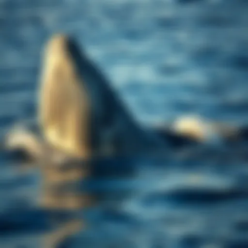 A gray whale breaching the surface, showcasing its massive body and unique skin texture