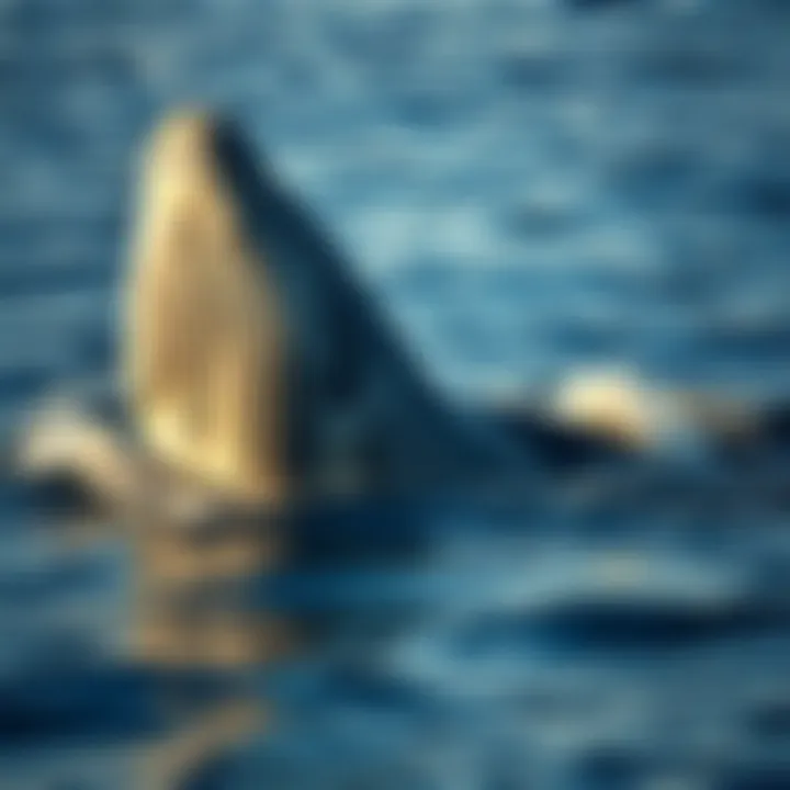 A gray whale breaching the surface, showcasing its massive body and unique skin texture