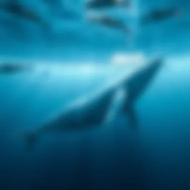 Illustration of the migratory path of gray whales from breeding to feeding grounds