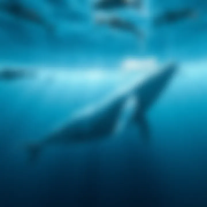 Illustration of the migratory path of gray whales from breeding to feeding grounds