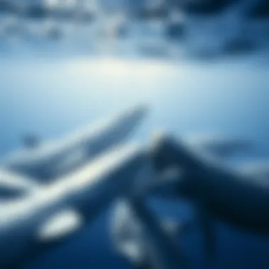 A pod of gray whales interacting, demonstrating their social behavior and communication