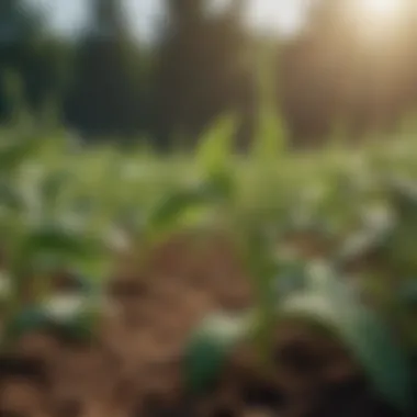 Transforming Agriculture: Genome Editing Applications Visual representation of genome editing in agriculture