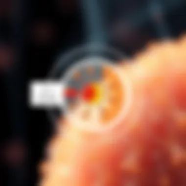 Allergic Response Mechanism Diagram showing allergic reaction triggered by Fel d 1