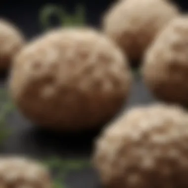 Legumes Forming Nodules with Rhizobium Legumes forming nodules with Rhizobium