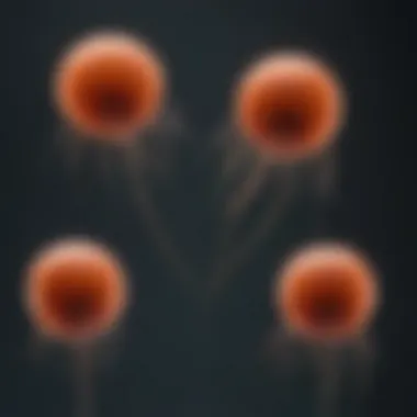 Understanding the Life Cycle of Bacteriophages Life cycle of a bacteriophage depicting infection stages