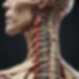 Detailed depiction of cervical spinal anatomy