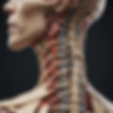 Cervical Spinal Anatomy Overview Detailed depiction of cervical spinal anatomy