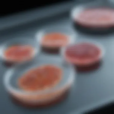 Variety of Cell Types in Culture Petri dish with diverse cell types
