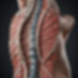 Diagram illustrating the anatomy of the spine and surrounding structures