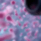 Microscopic view of common bacterial pathogens