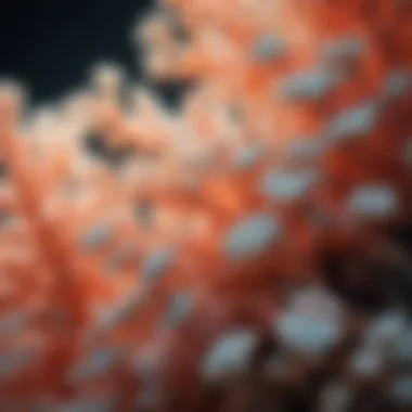 Coral showing signs of bleaching