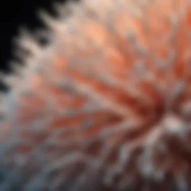 Graph depicting coral bleaching trends over the years