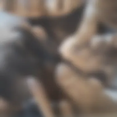 Exploring Surgical Techniques for Penile Correction Surgical techniques overview for correction of curvature