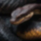 A close-up of the dark coloration and scale patterns of a pit viper.