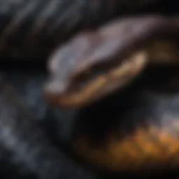 A close-up of the dark coloration and scale patterns of a pit viper.