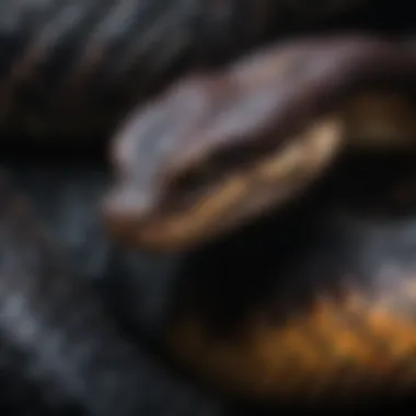 Close-Up of Dark Pit Viper Coloration A close-up of the dark coloration and scale patterns of a pit viper.