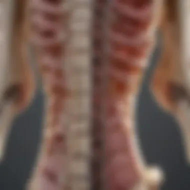 Spinal Anatomy and Intervertebral Discs Illustration of spinal anatomy highlighting intervertebral discs