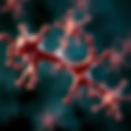 Molecular structure of EGFR and HER2