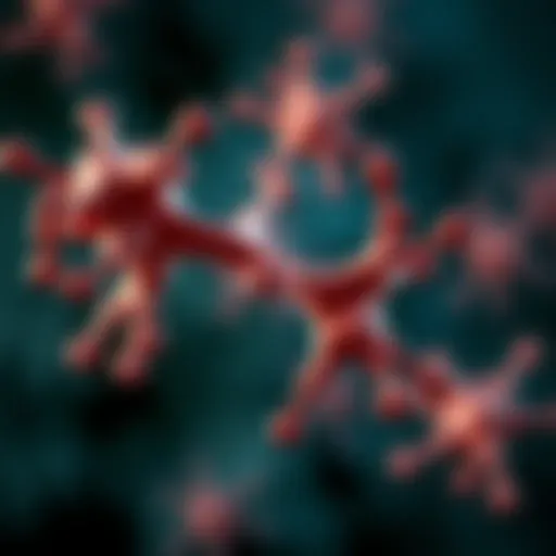Molecular structure of EGFR and HER2