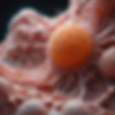 Developmental stages of epithelioid cells