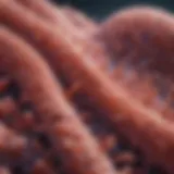 Detailed illustration of epithelioid cell structure