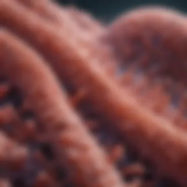 Detailed illustration of epithelioid cell structure