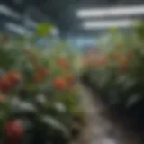 A close-up of genetically modified plants in a greenhouse showcasing vibrant growth.