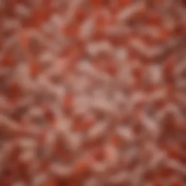 Lactobacillus reuteri and Gut Health Illustration of Lactobacillus reuteri DSM 17938 in the gut