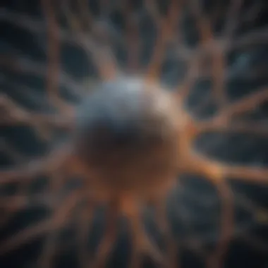 Neural Networks and Connectivity Illustration of neural networks illustrating connectivity and signaling