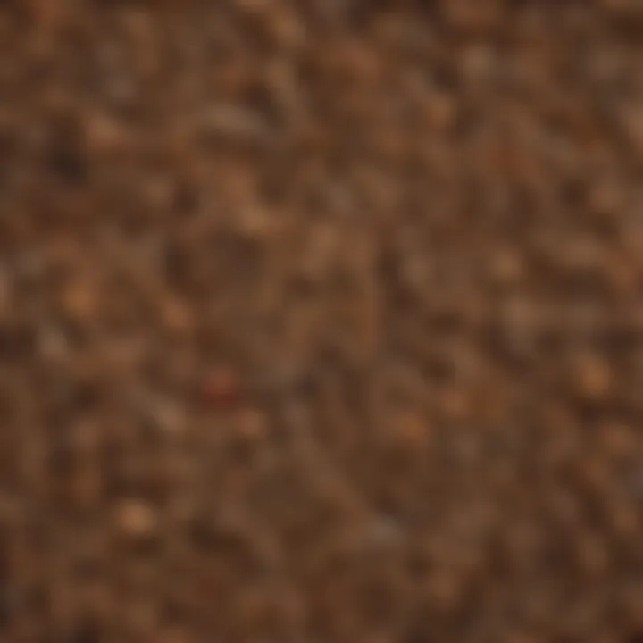 Diverse types of dry biomass showcasing their textures and forms