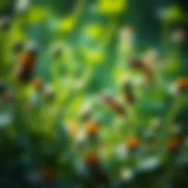 Biodiversity in Europe