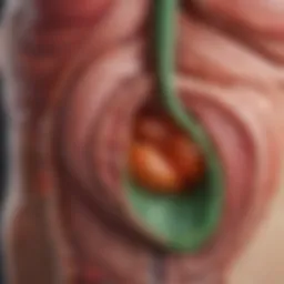 An anatomical illustration of the gallbladder and its relation to the digestive system.
