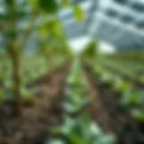 Sustainable farming practices