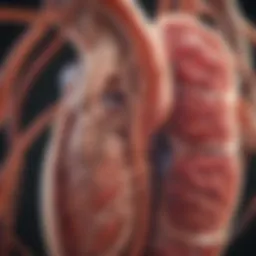Anatomy of the kidneys highlighting physiological functions