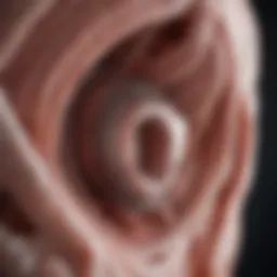 Anatomy of the diaphragm showcasing its location and function