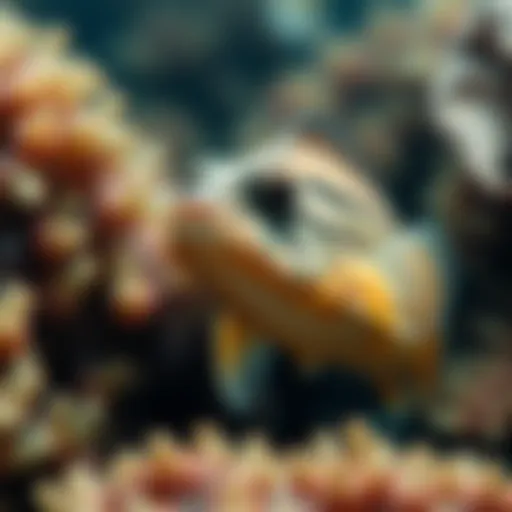 Exploring Marine Biology Websites: A Comprehensive Guide Introduction
