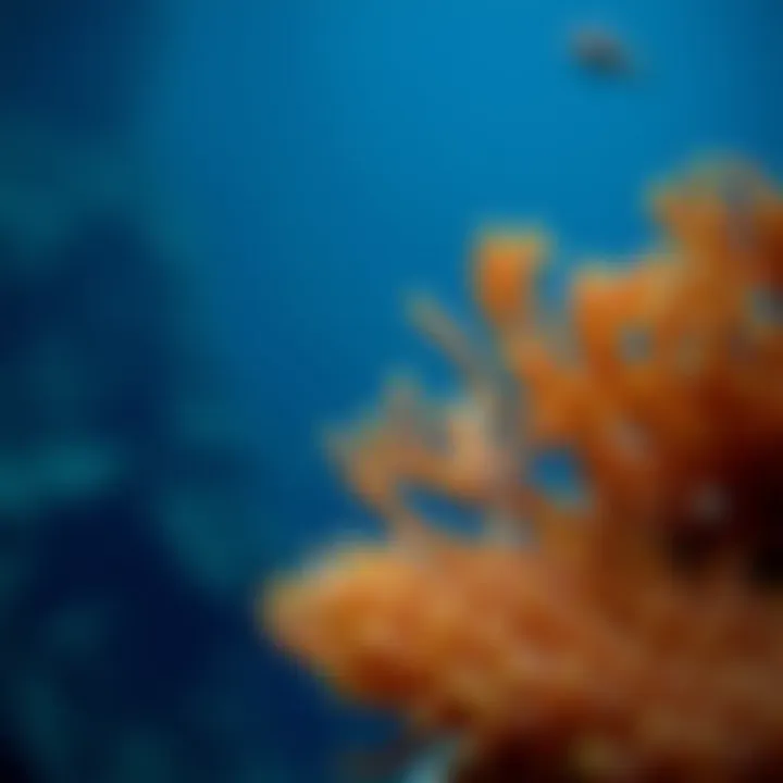 Exploring Marine Biology Websites: A Comprehensive Guide Summary