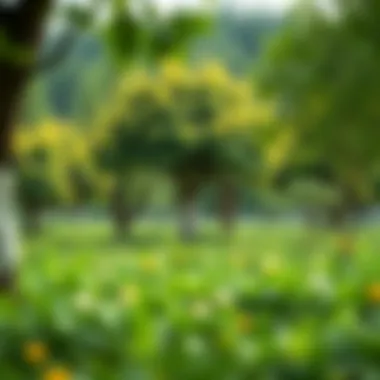 Agroforestry system integrating trees and crops