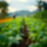 Organic farming practices showcasing diverse crops