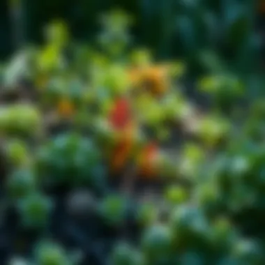 Permaculture design with diverse ecosystems