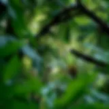 Lush canopy of the Amazon rainforest showcasing diverse flora