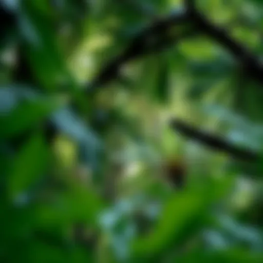 Lush canopy of the Amazon rainforest showcasing diverse flora