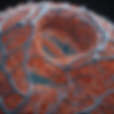 Visual representation of applications of topo ta plasmids in biotechnology