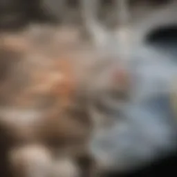 Anatomical diagram of the urinary system highlighting key structures.